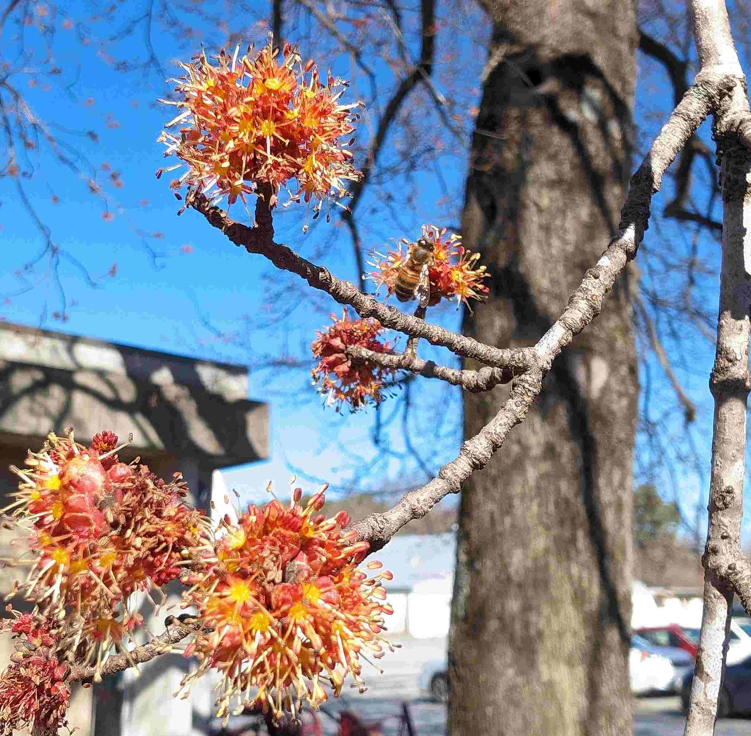 red maple bloom 020224 cropped and small.jpg