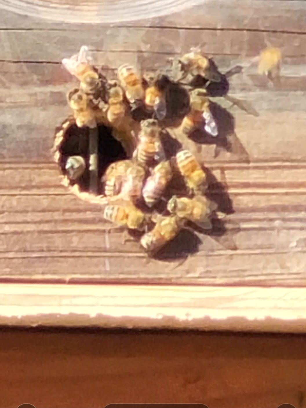 Photo of the bees