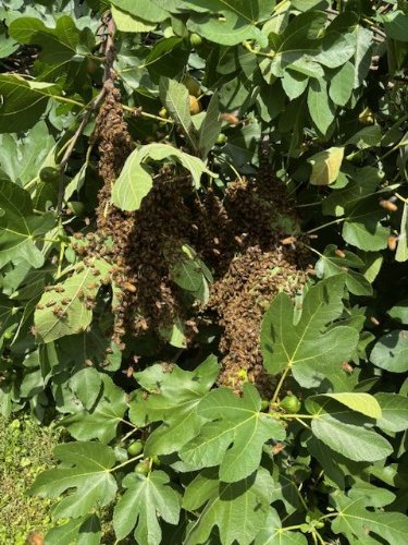 Swarm 7-2-25 IMG_0183.jpg