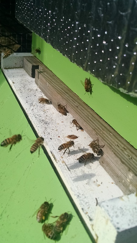 Two year old Wayne's Bees Hive 2-14-15