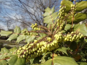 DSC00344 Leatherleaf Mahonia