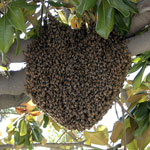 swarms